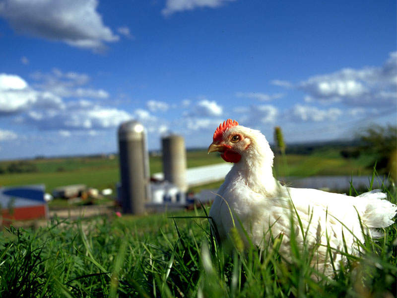 Peluang Usaha Ternak Ayam  Kampung Blog Peternakan